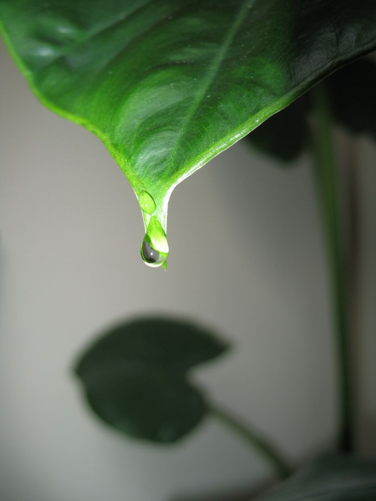 IMG_5554.JPG