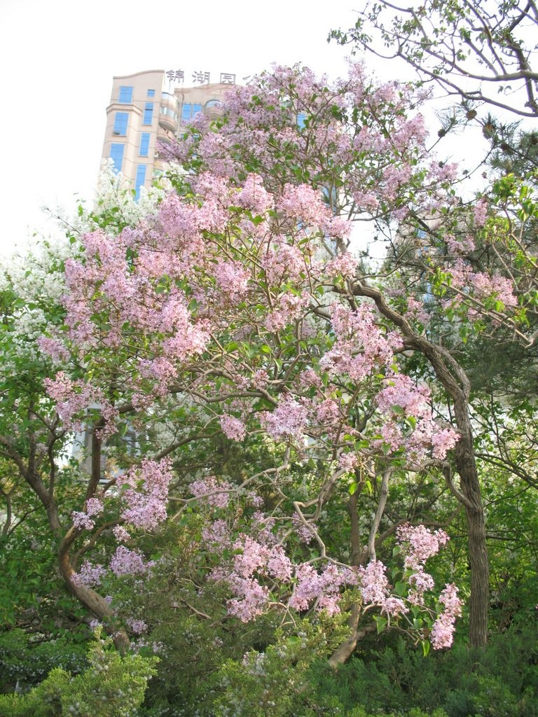 IMG_5676.JPG