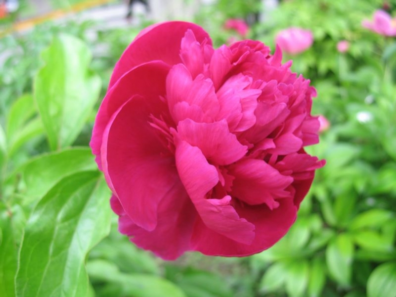 IMG_6503.JPG