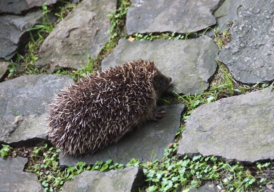 DSC08978_副本.jpg