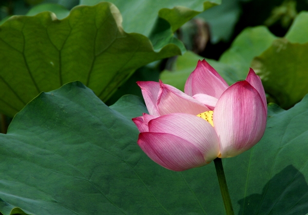 DSC08565_副本.jpg