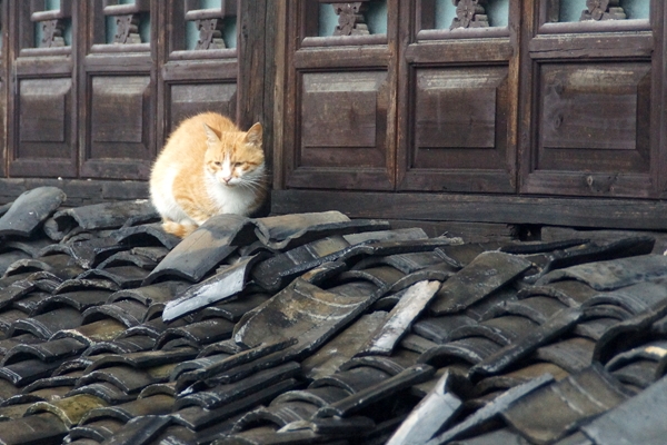 DSC09426_副本.jpg