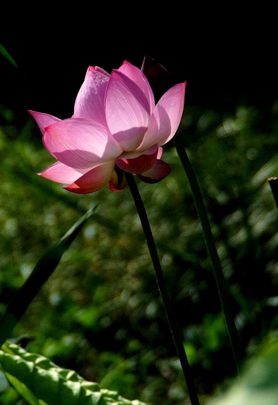 DSC00218_副本.jpg