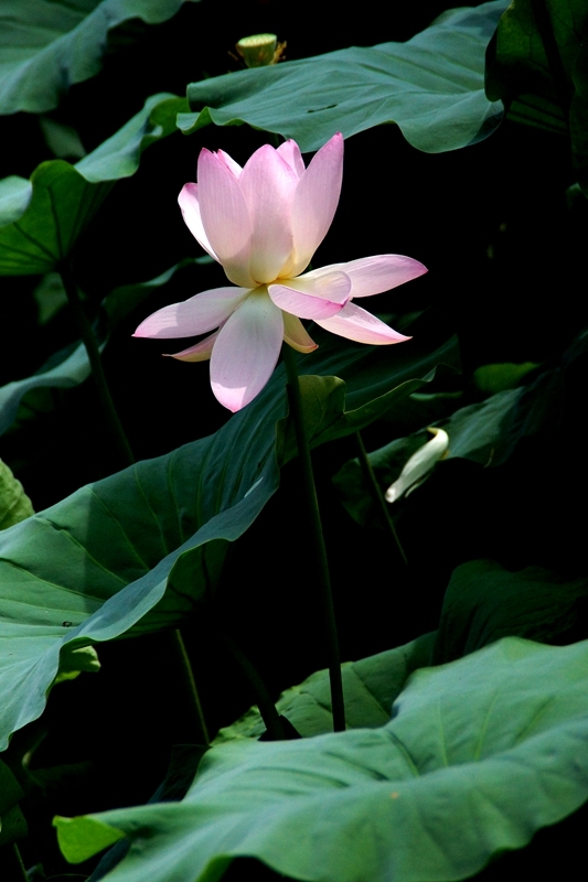 DSC00226_副本.jpg