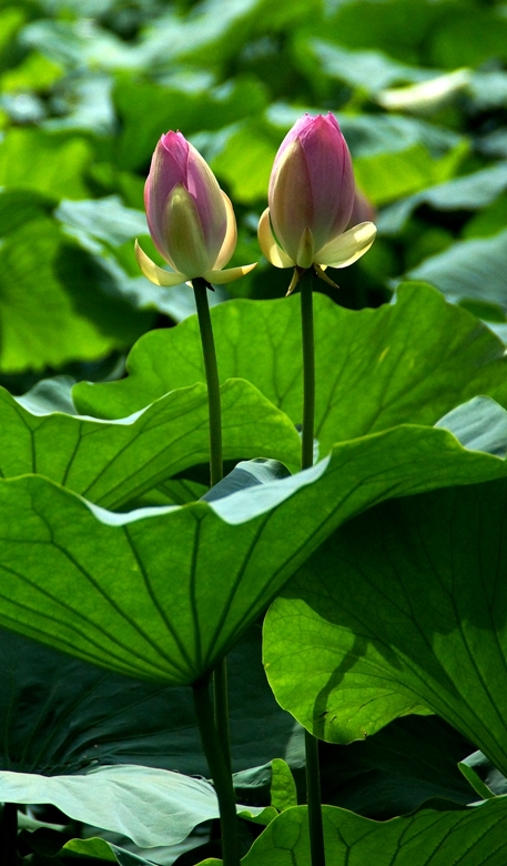 DSC00231_副本.jpg
