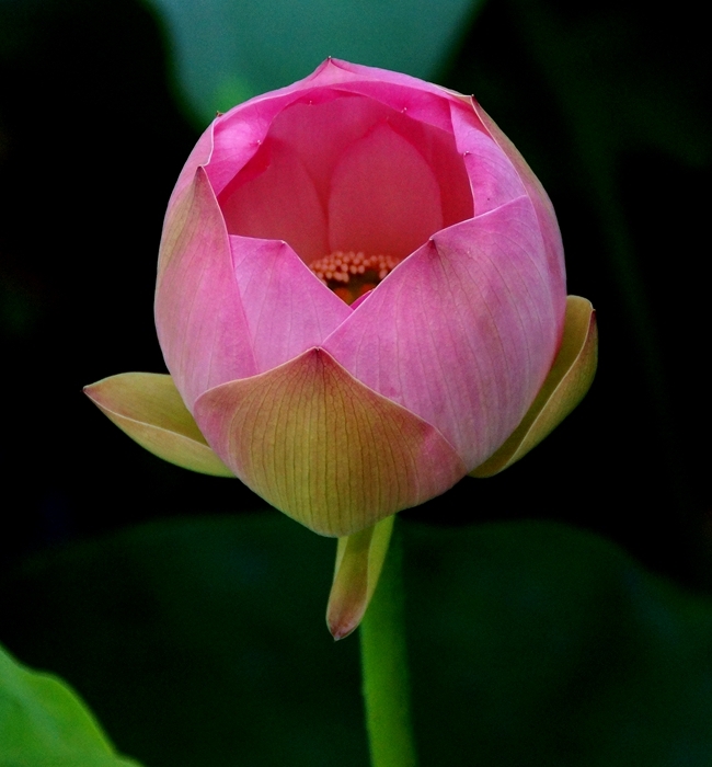 DSC00234_副本.jpg