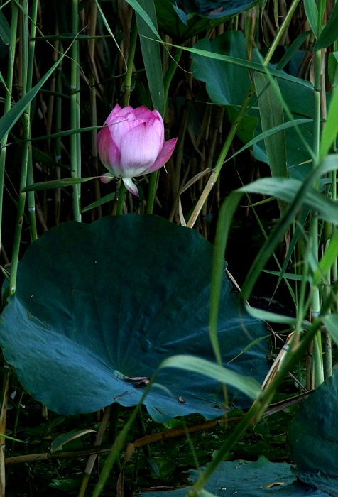 DSC00324_副本.jpg