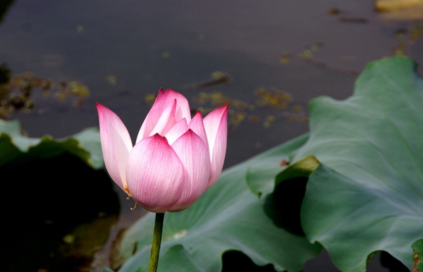DSC08563_副本.jpg