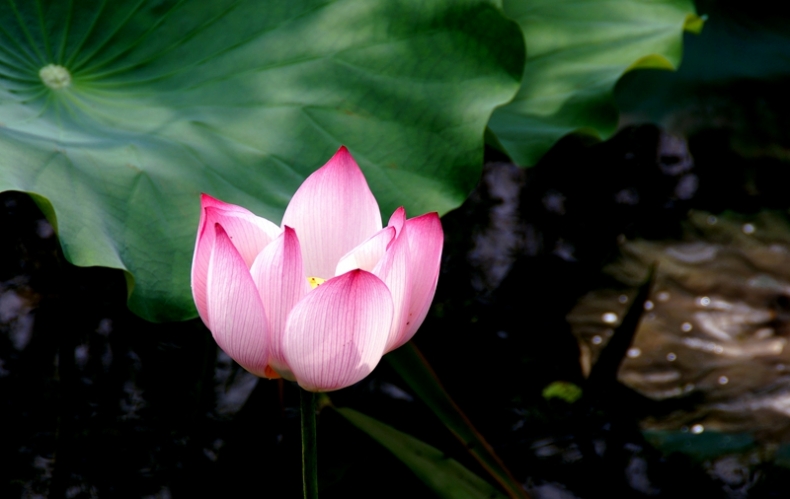 DSC08564_副本.jpg