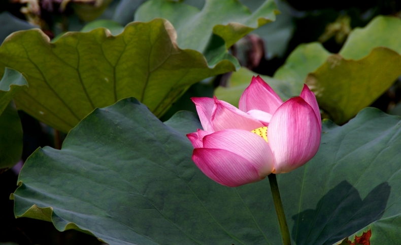 DSC08565_副本.jpg