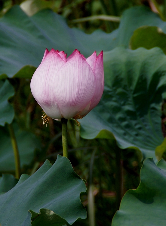 DSC08566_副本.jpg