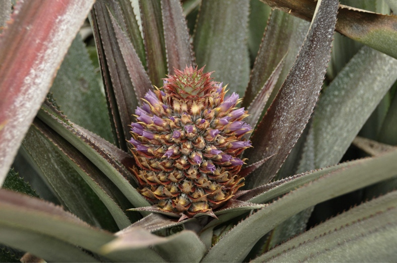psb(9).jpg
