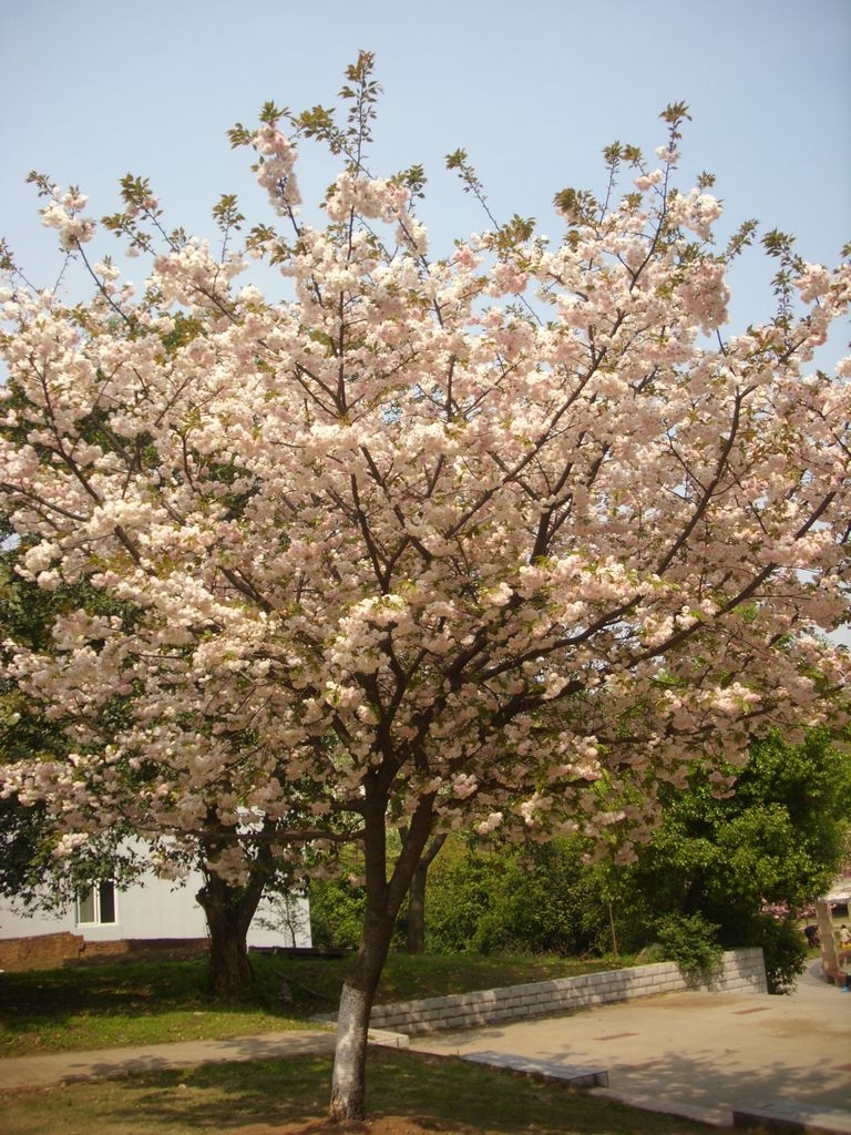 DSCI0015.JPG