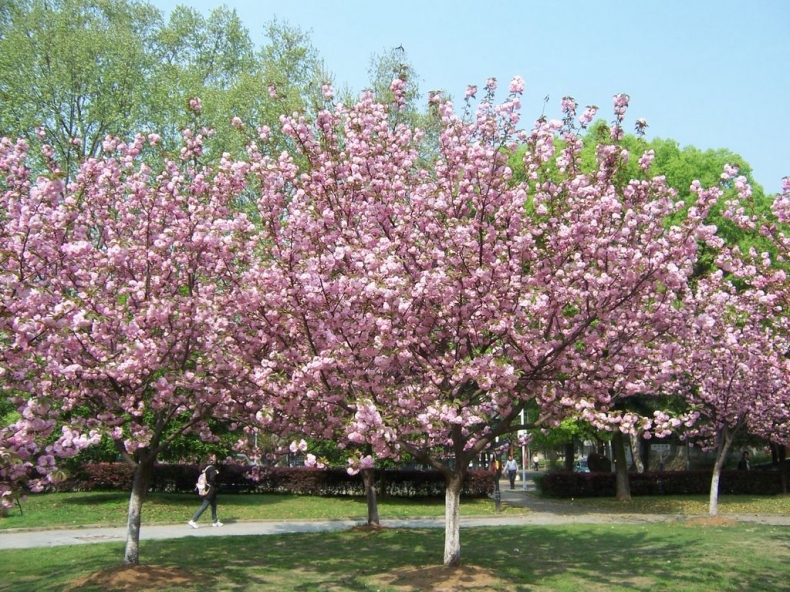 100_1076.JPG