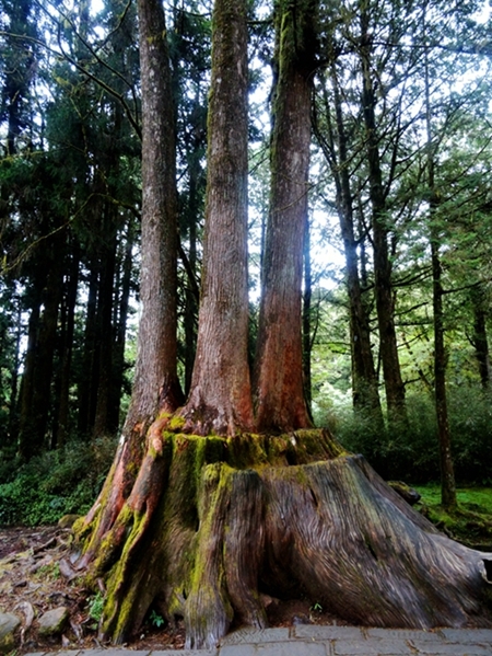 阿里山巨树2.JPG