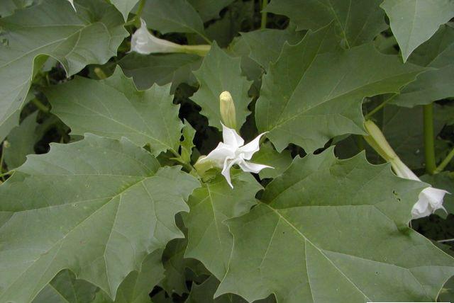 曼陀罗（山茄子）.jpg