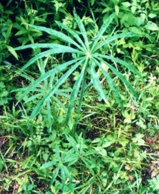 天南星（蛇玉米）.jpg