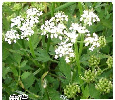 毒芹：又名野芹菜、白头翁、毒人参.jpg