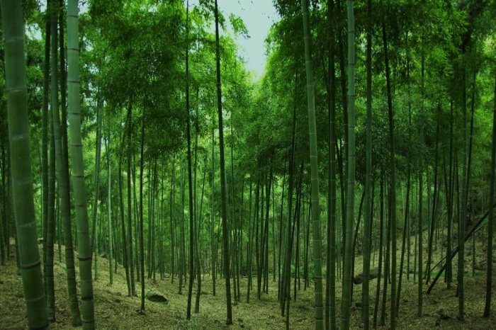 莫干山的竹林.jpg