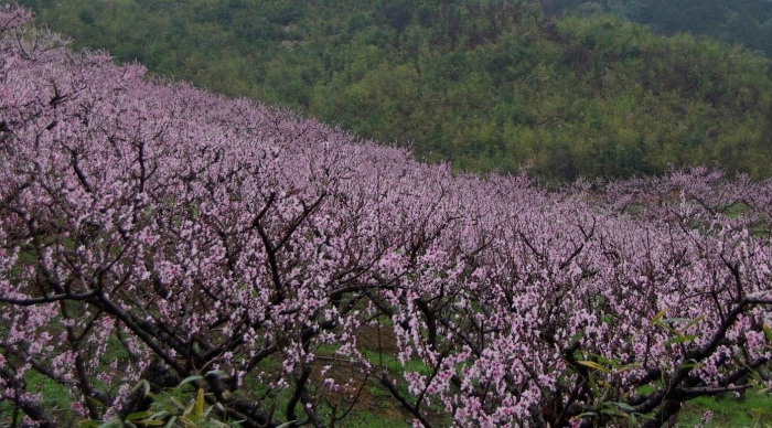 桃花扑面.jpg