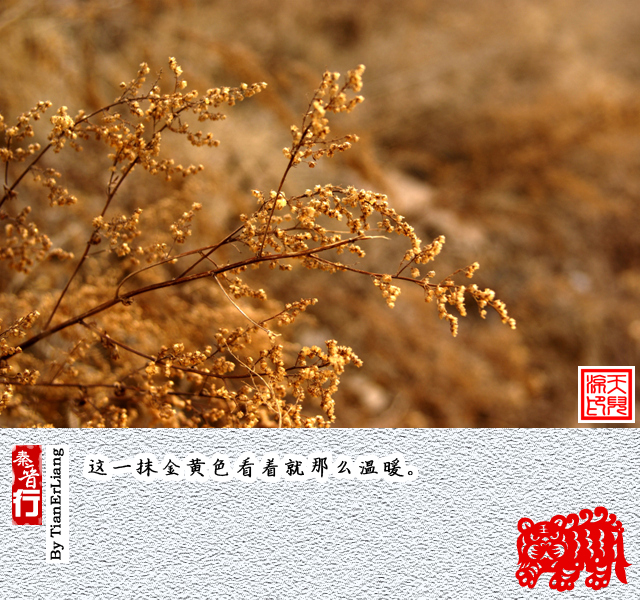 秦晋行—碛口14.jpg