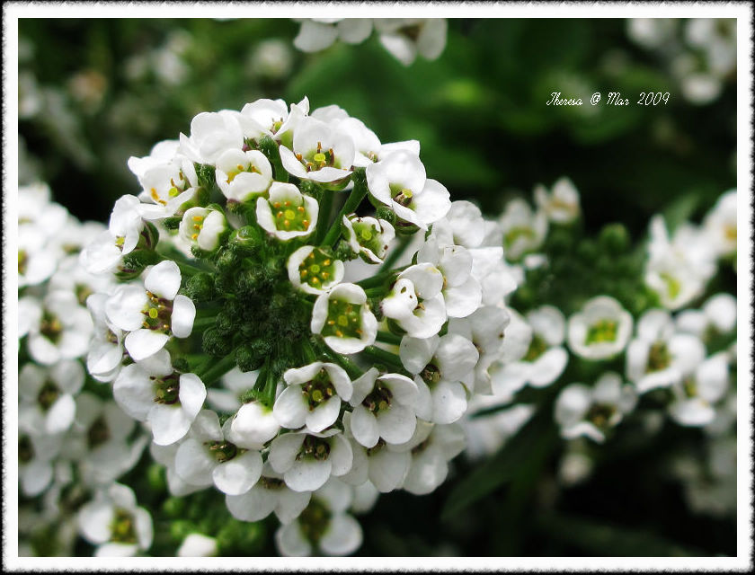 Flowers @ Doi Intanon-3.jpg