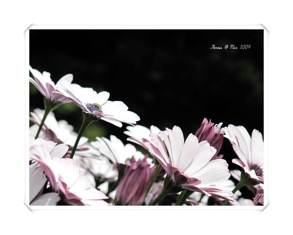 Flowers @ Doi Intanon-4.jpg