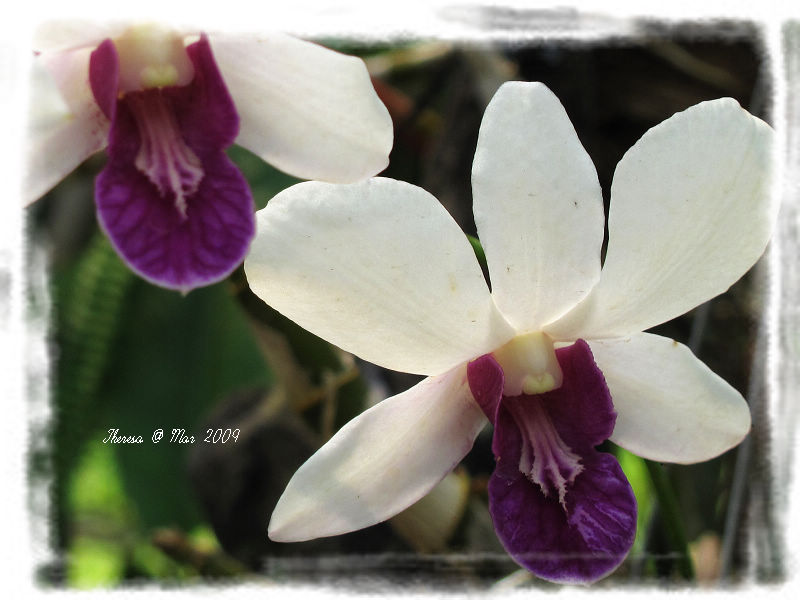 Orchid-1.jpg