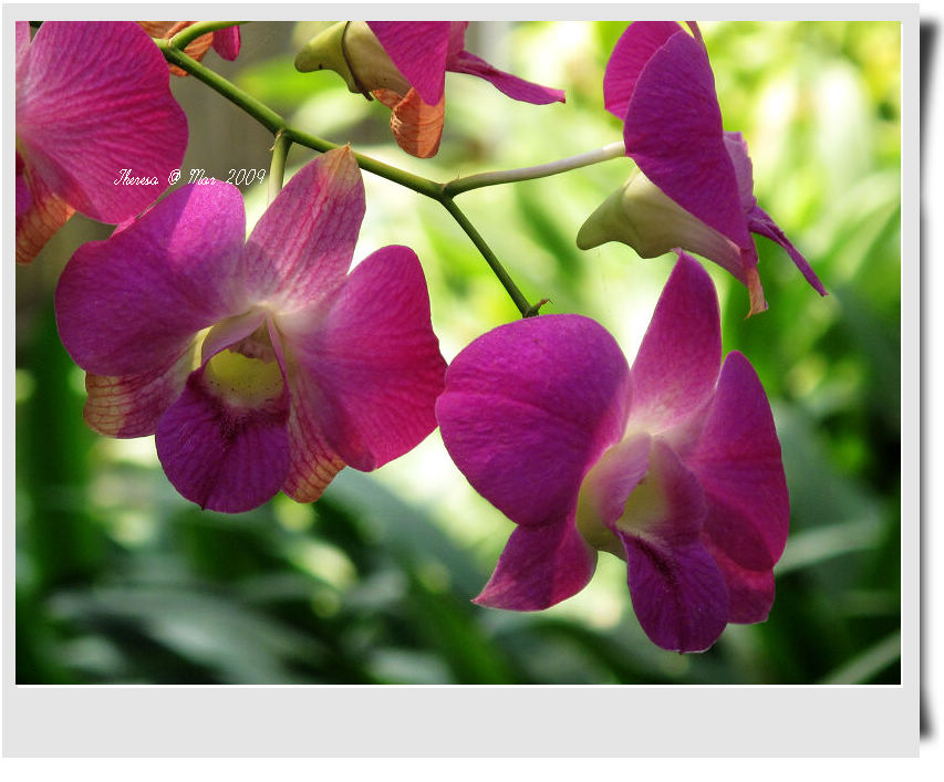 Orchid-3.jpg