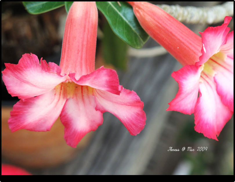 Flowers @ HuaHin -9.jpg