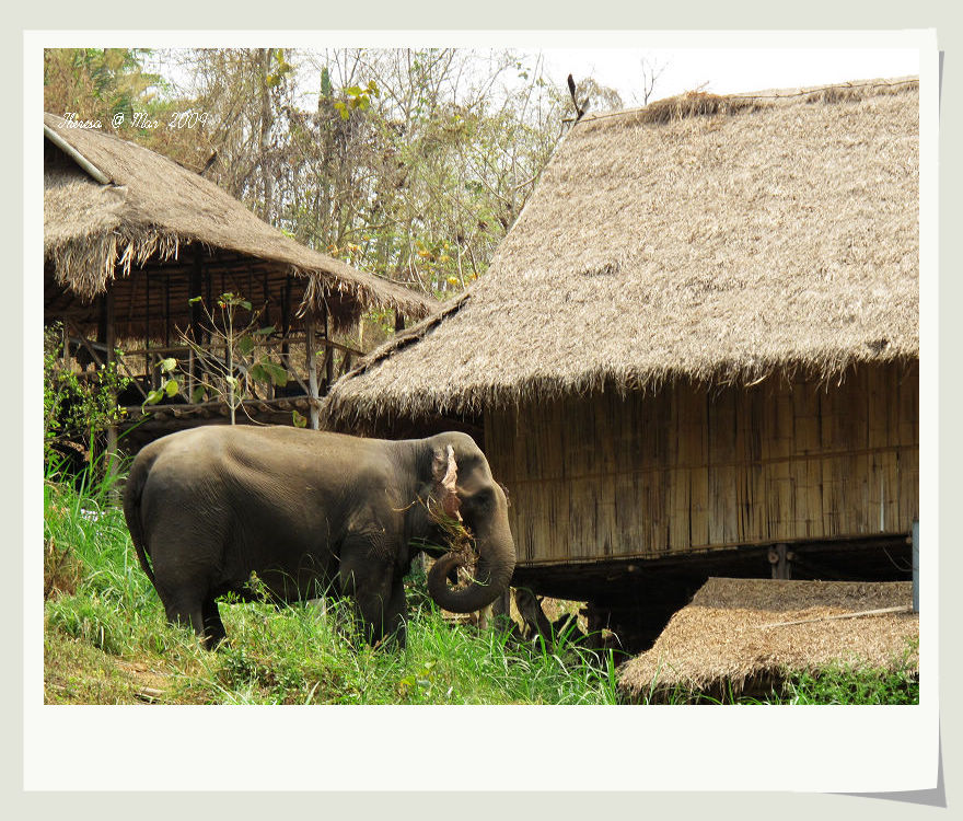 Elephant Village1.jpg