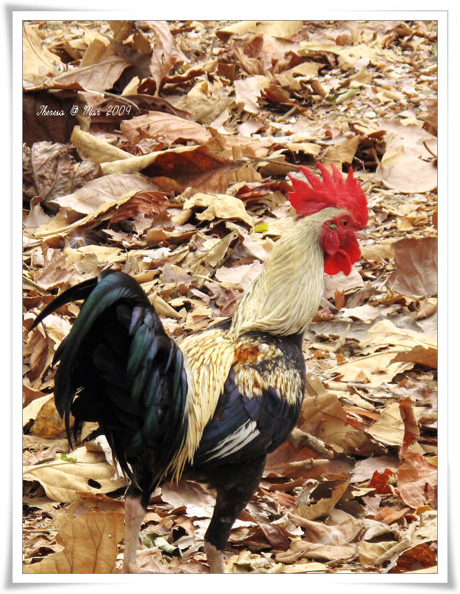Cock @ Wat Umong.jpg