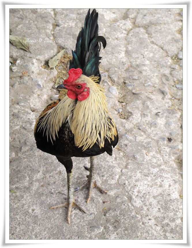 Cock @ Wat Umong-1.jpg