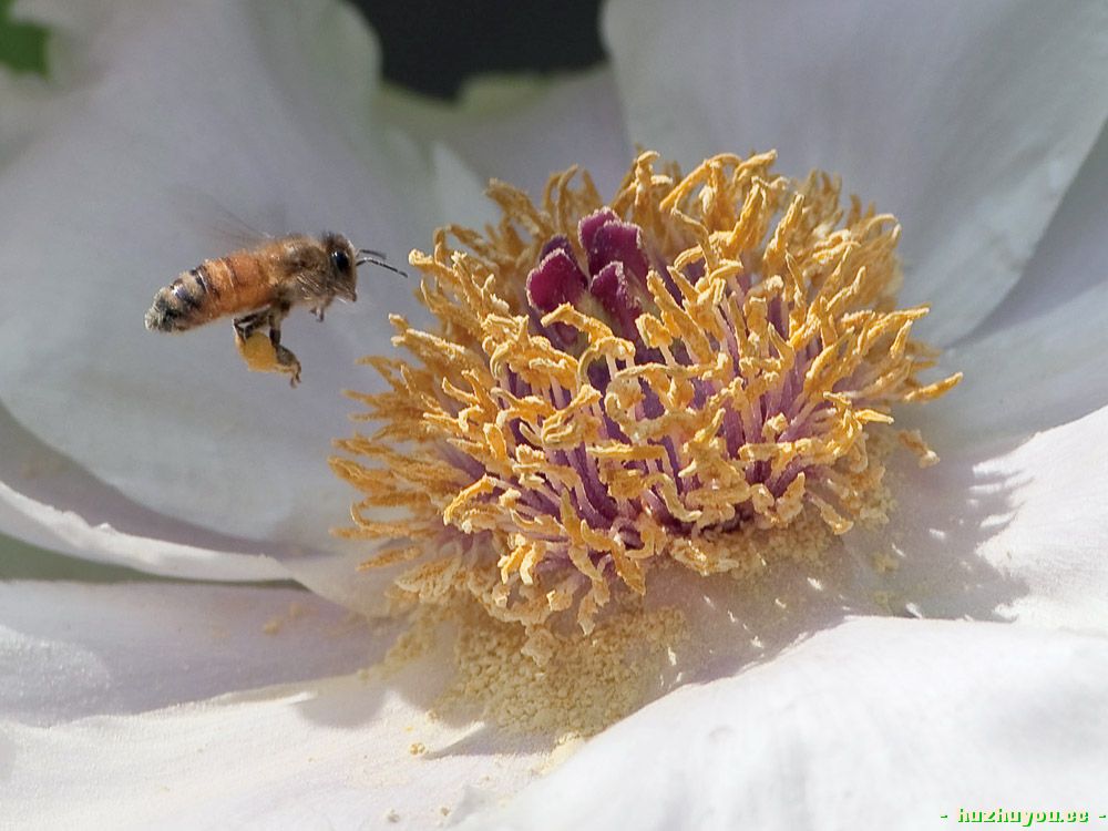 蜜蜂3.jpg
