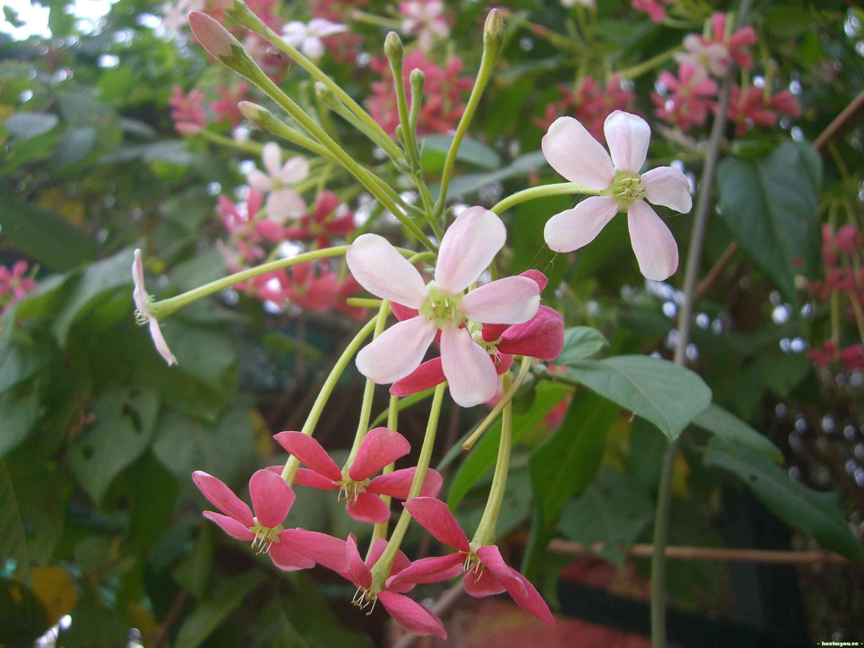 路边随处可见的小花