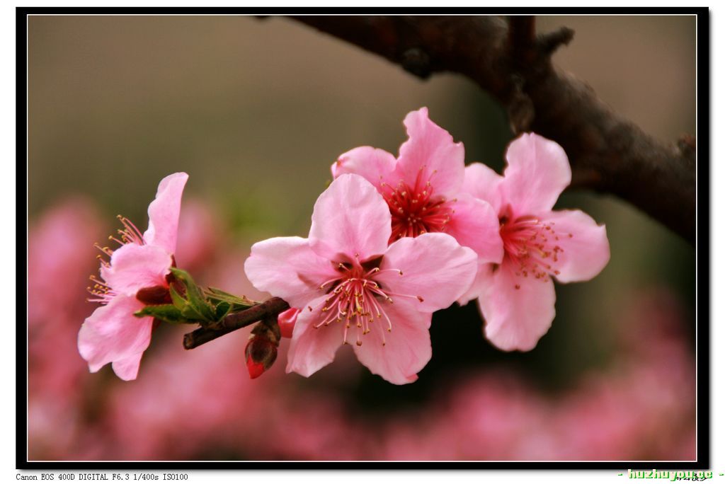 桃花8.jpg