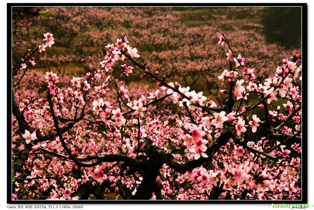 桃花5.jpg