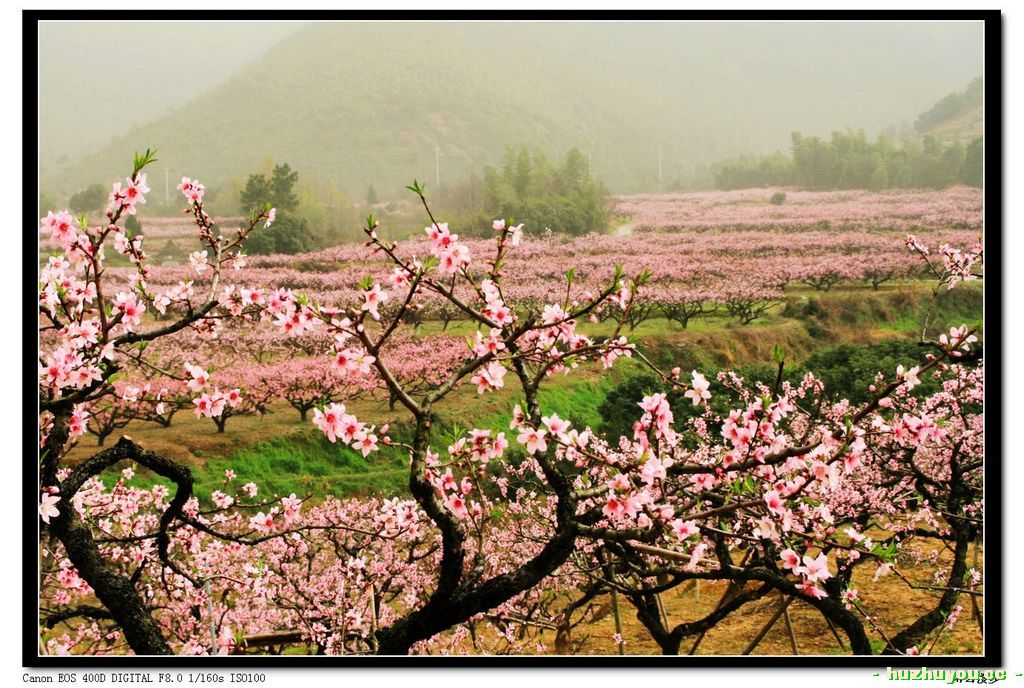 桃花6.jpg