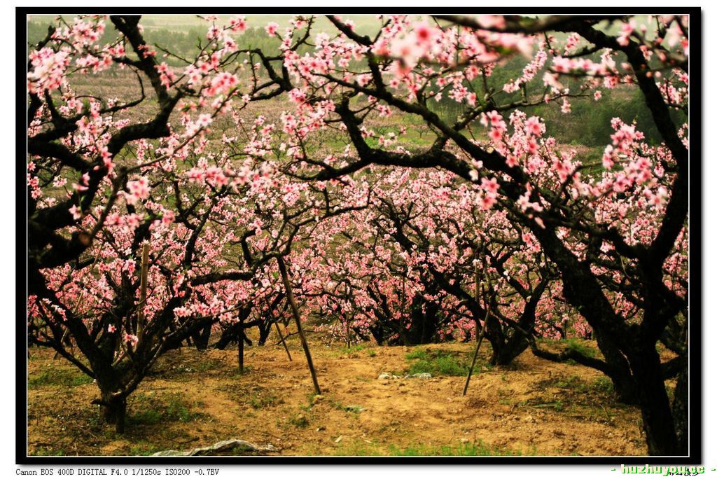 桃花1.jpg