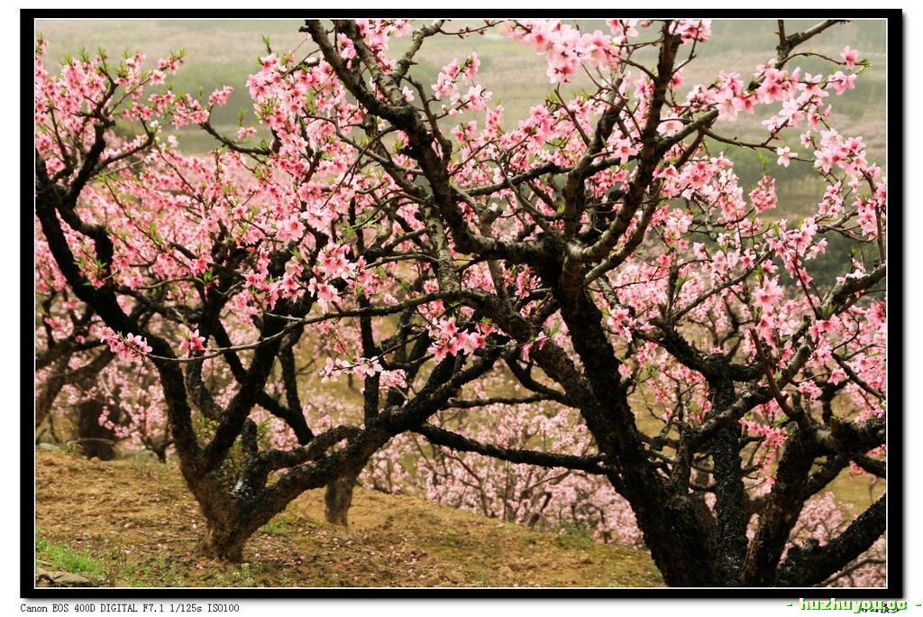 桃花11.jpg