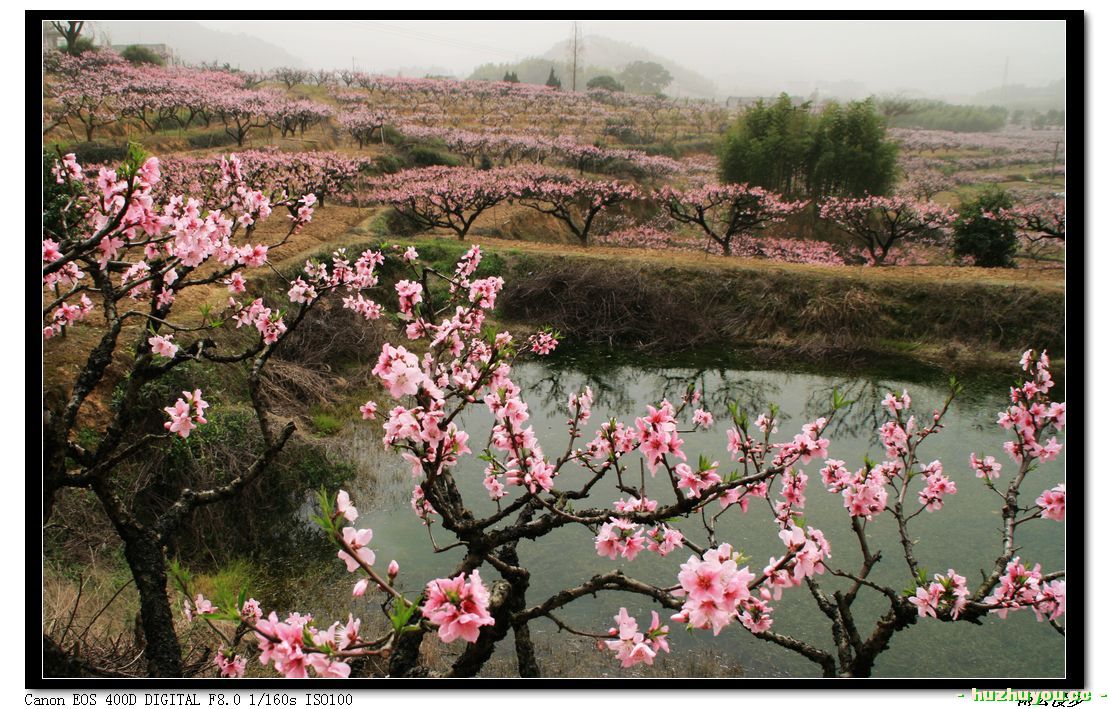 桃花22.jpg