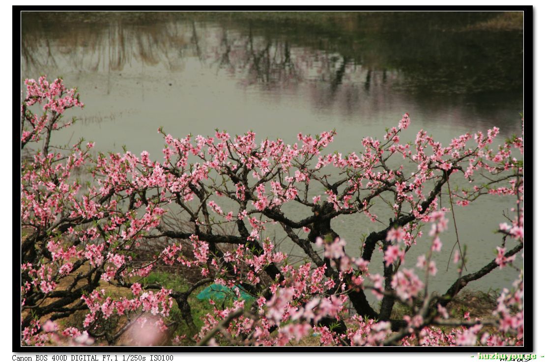 桃花20.jpg