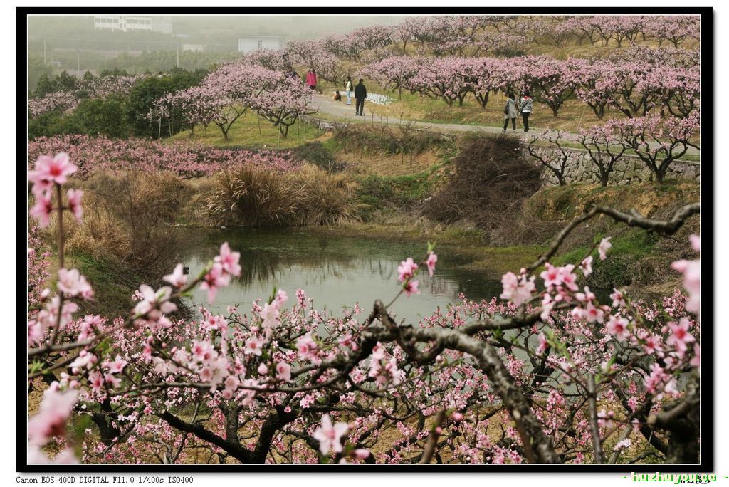 桃花21.jpg