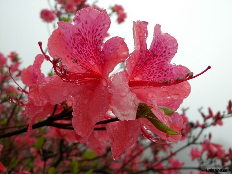 DSCN7938.jpg