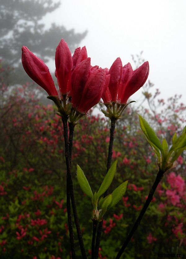 DSCN7949.jpg