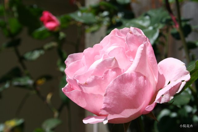 粉色的月季花.JPG