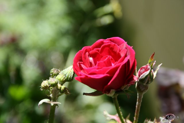 玫瑰色的月季花.JPG