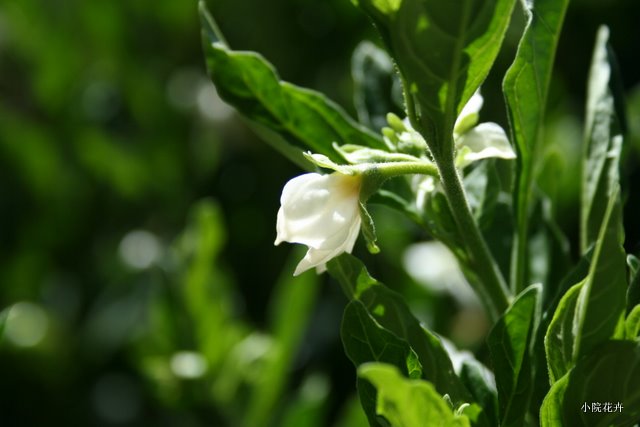 洁白的小花花.JPG