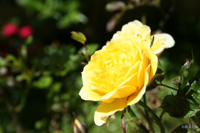 黄色的月季花.JPG