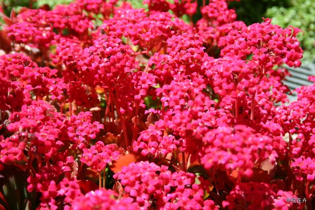 草地上的小红花.JPG